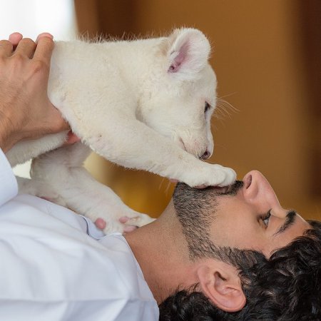 Земная жизнь принца Дубая. ФОТО Земная жизнь принца Дубая. ФОТО