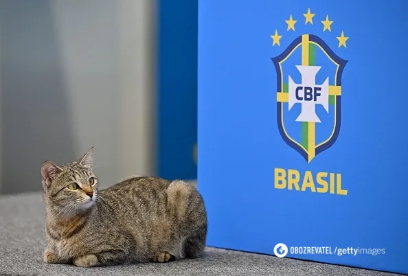 Представник Бразилії на ЧС-2022 викинув кішку під час пресконференції. Відео dqxikeidqxidqeant