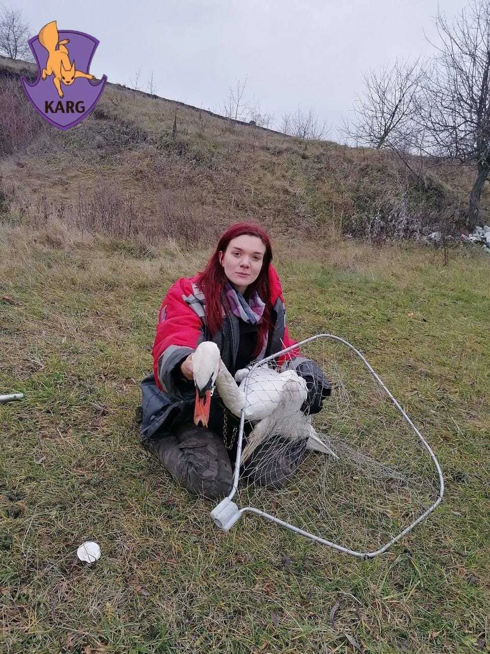 На Київщині врятували двох лебедів, яких намагались вбити браконьєри. Фото