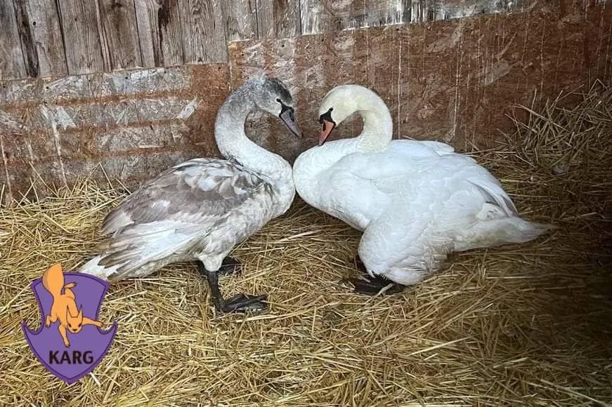 На Київщині врятували двох лебедів, яких намагались вбити браконьєри. Фото