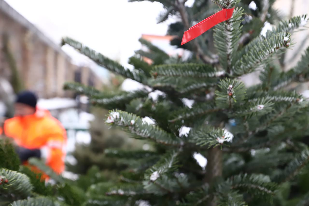 продаж ялинок у Києві