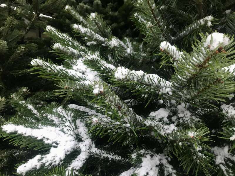 продаж ялинок у Києві