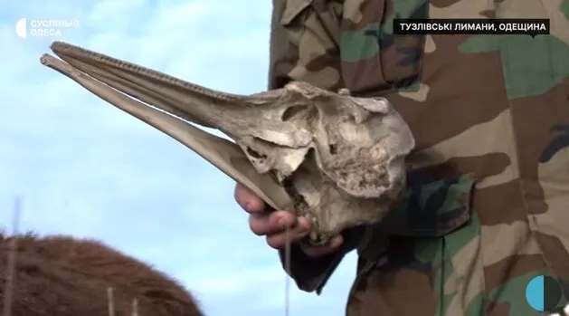        :    .  dqxikeidqxidqrant