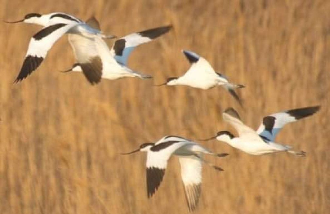 вплив війни на екологію dqxikeidqxidqrant