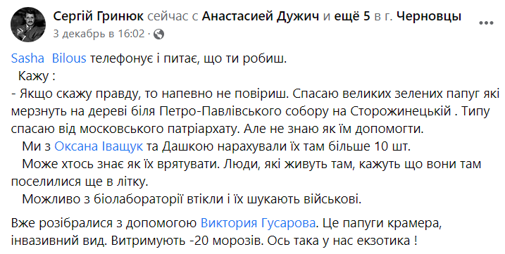 У Чернівцях на деревах оселилися папуги dqxikeidqxidqrant