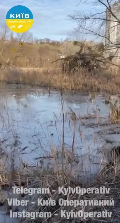 В Киеве мужчина спас собаку, которая провалилась под лед: трогательное видео
