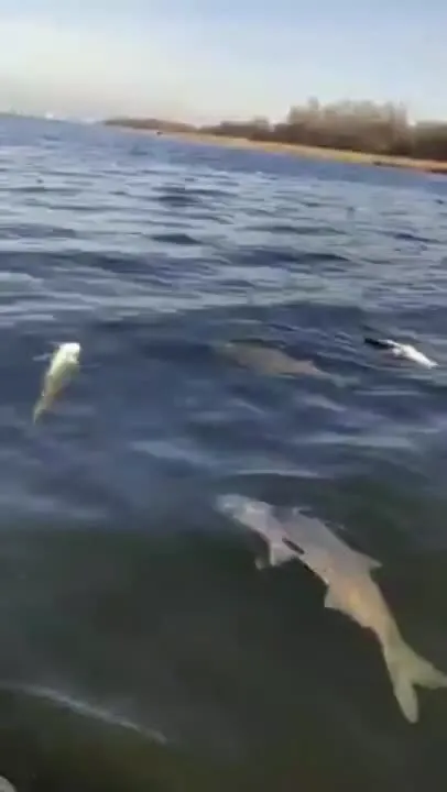           .  dqxikeidqxiqxxant