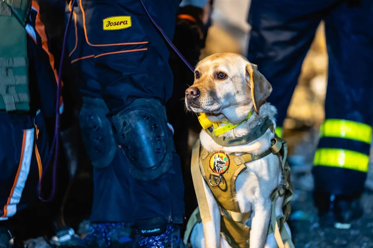 До порятунку залучено також кінологи.