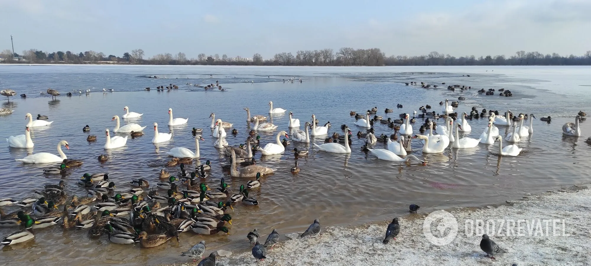 Они не боятся людей и дают себя фотографировать вблизи. dqxikeidqxidqrant