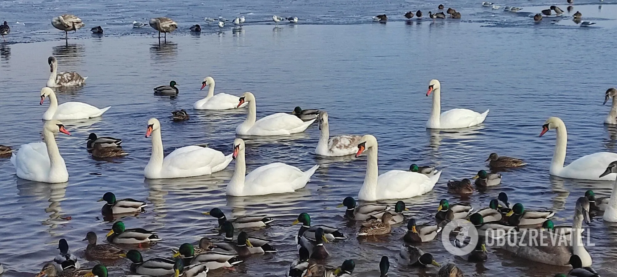 На Оболоні в Києві оселились десятки лебедів. Фото