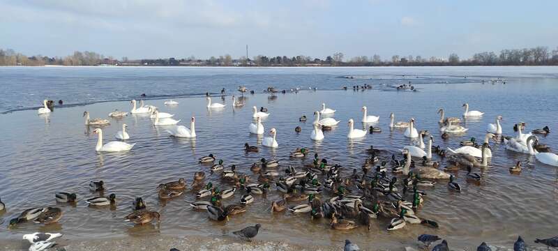 На Оболони в Киеве поселились десятки лебедей. Фото