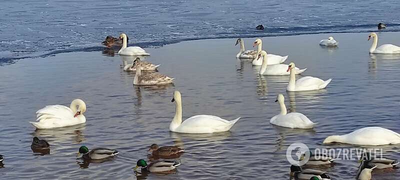 На Оболони в Киеве поселились десятки лебедей. Фото
