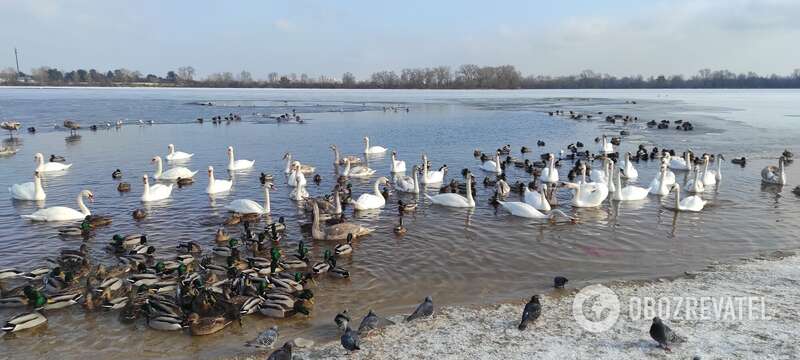 Вони не бояться людей і дають себе фотографувати зблизька. dqxikeidqxidqrant