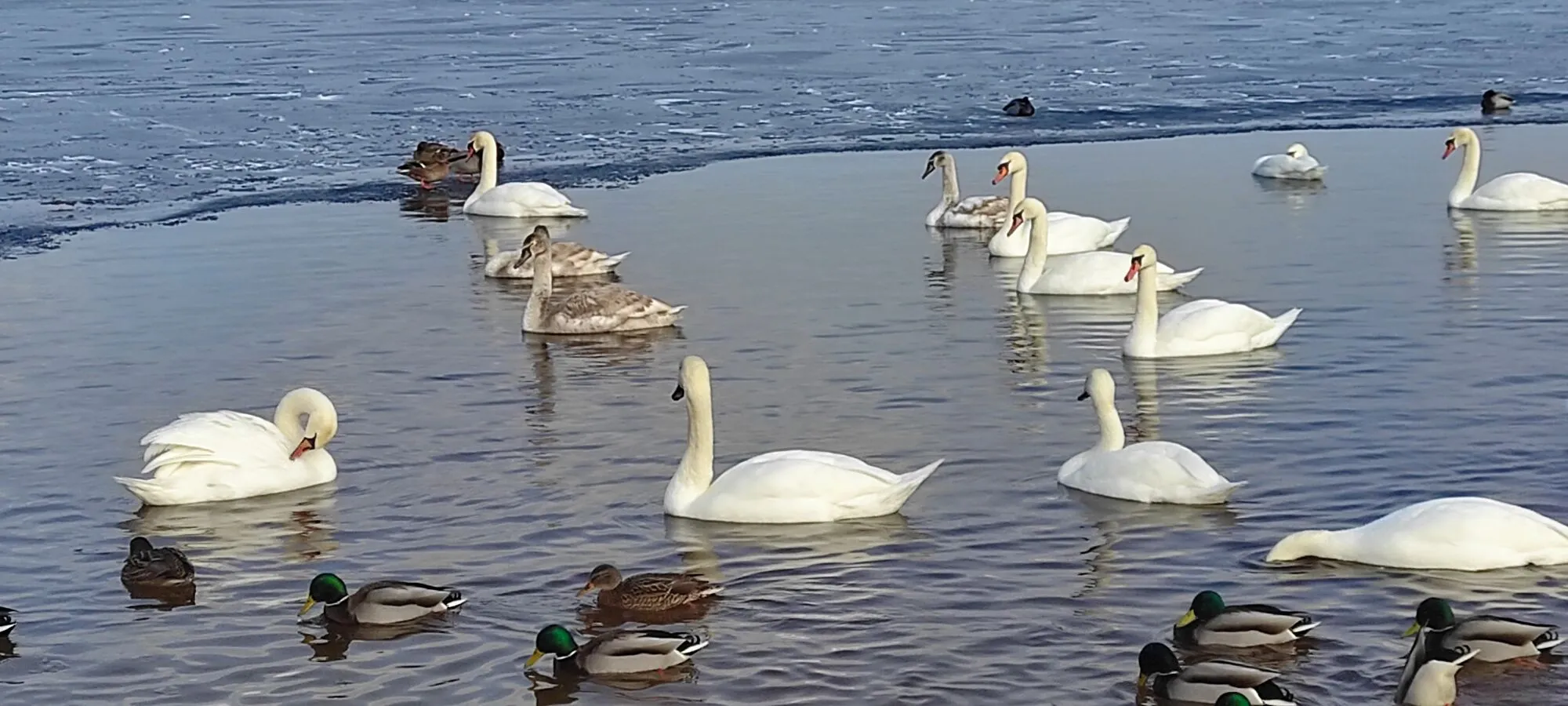 На Оболоні в Києві оселились десятки лебедів. Фото