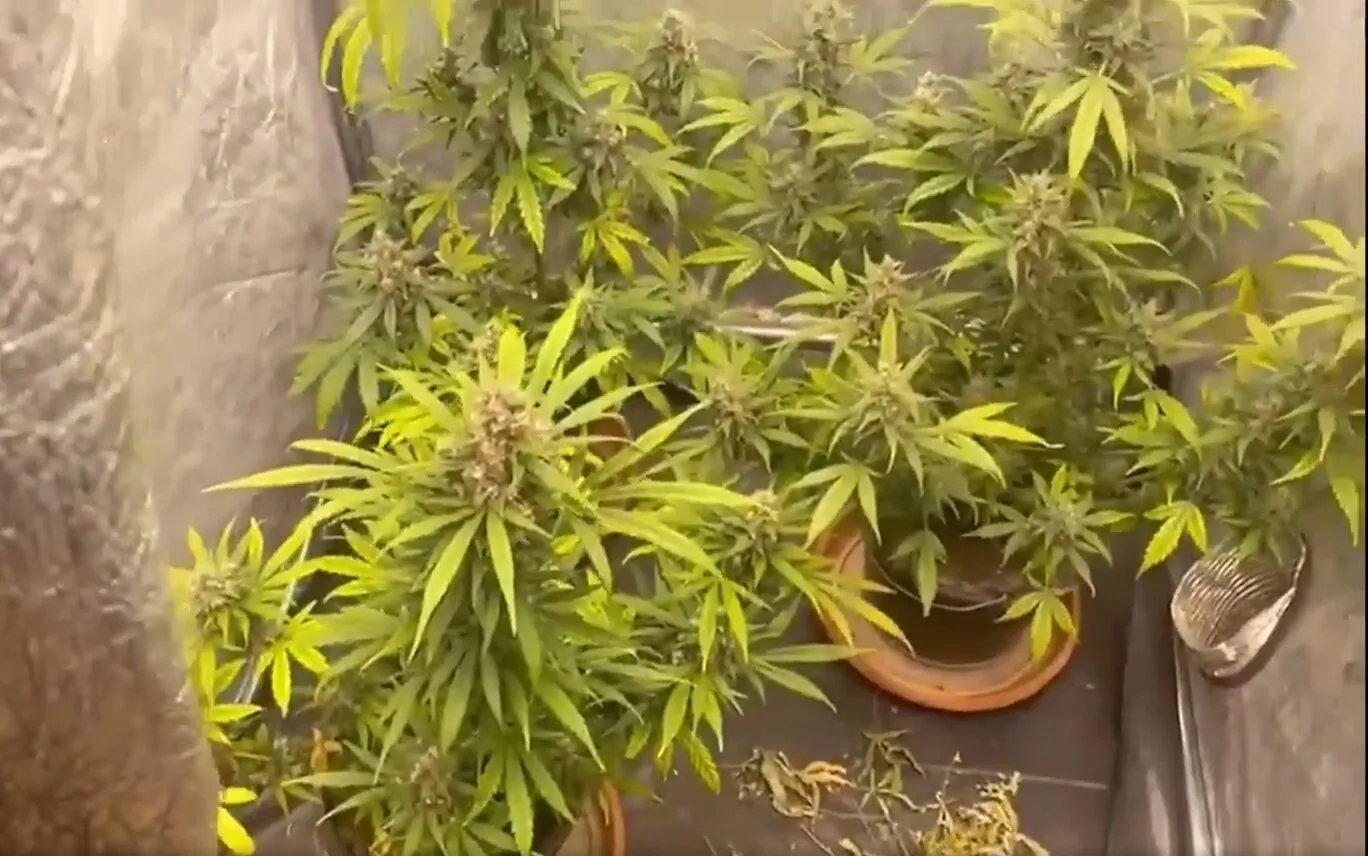 На Київщині у наркоділка вилучили елітні коноплі більш ніж на 1 млн грн. Відео dqxikeidqxidqrant