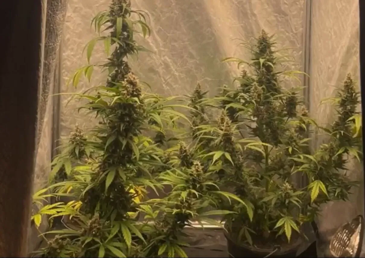 На Київщині у наркоділка вилучили елітні коноплі більш ніж на 1 млн грн. Відео