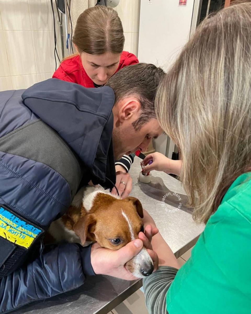 Пес Патрон dqxikeidqxidqeant