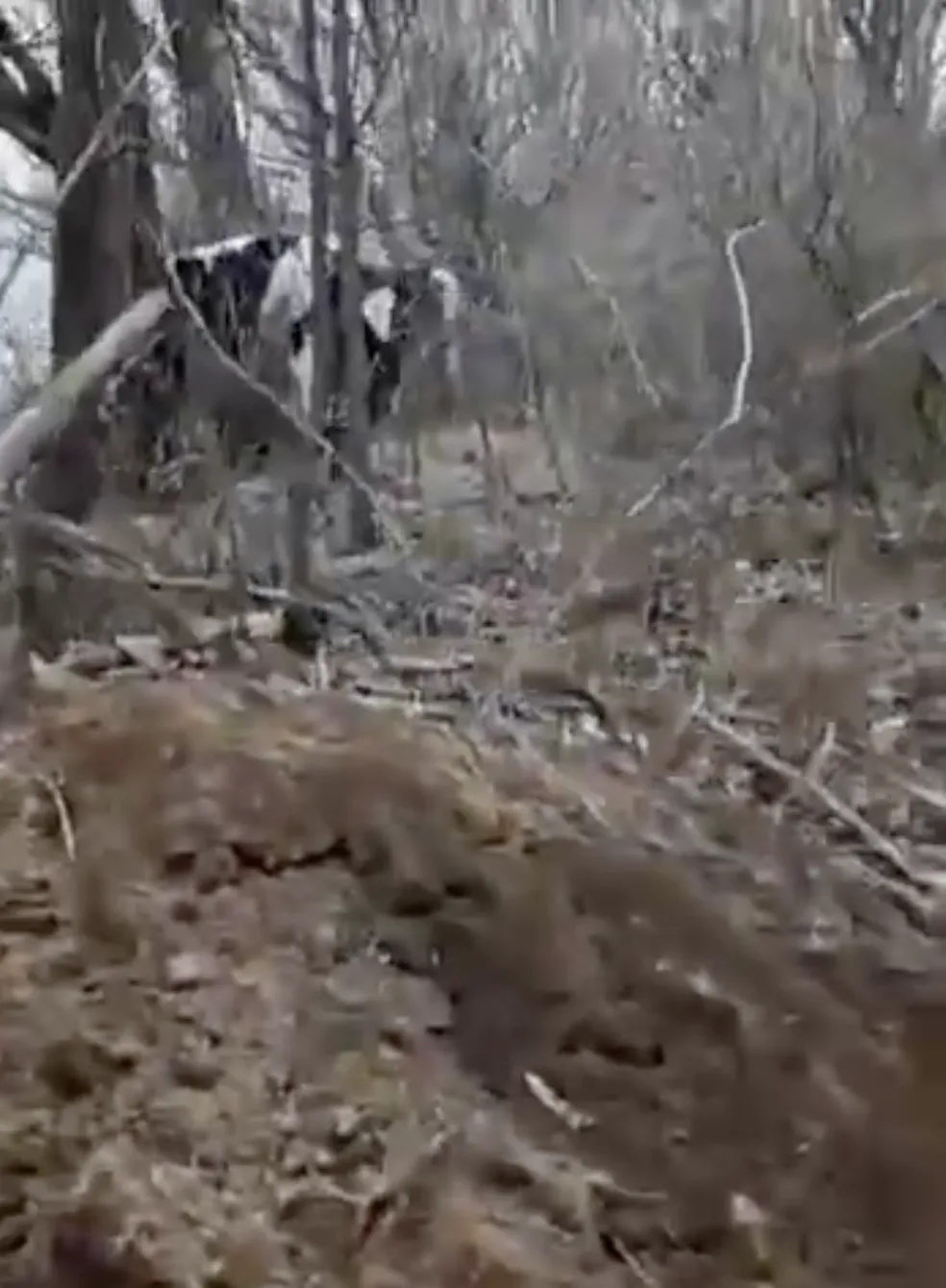    咒:        dqxikeidqxidqrant