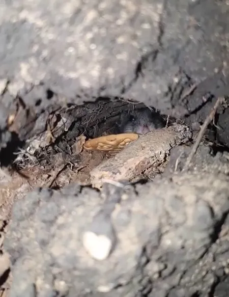 Вугледарський хом’як: українські прикордонники показали свого наймилішого сусіда. Відео dqxikeidqxidqrant