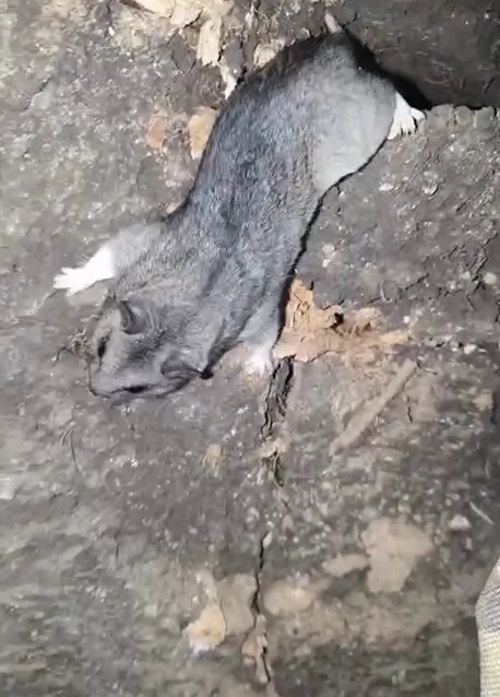 Вугледарський хом’як: українські прикордонники показали свого наймилішого сусіда. Відео