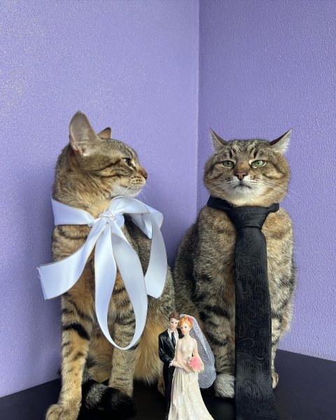 кот степан, свадьба, стефания, свидетельство о браке, свадьба