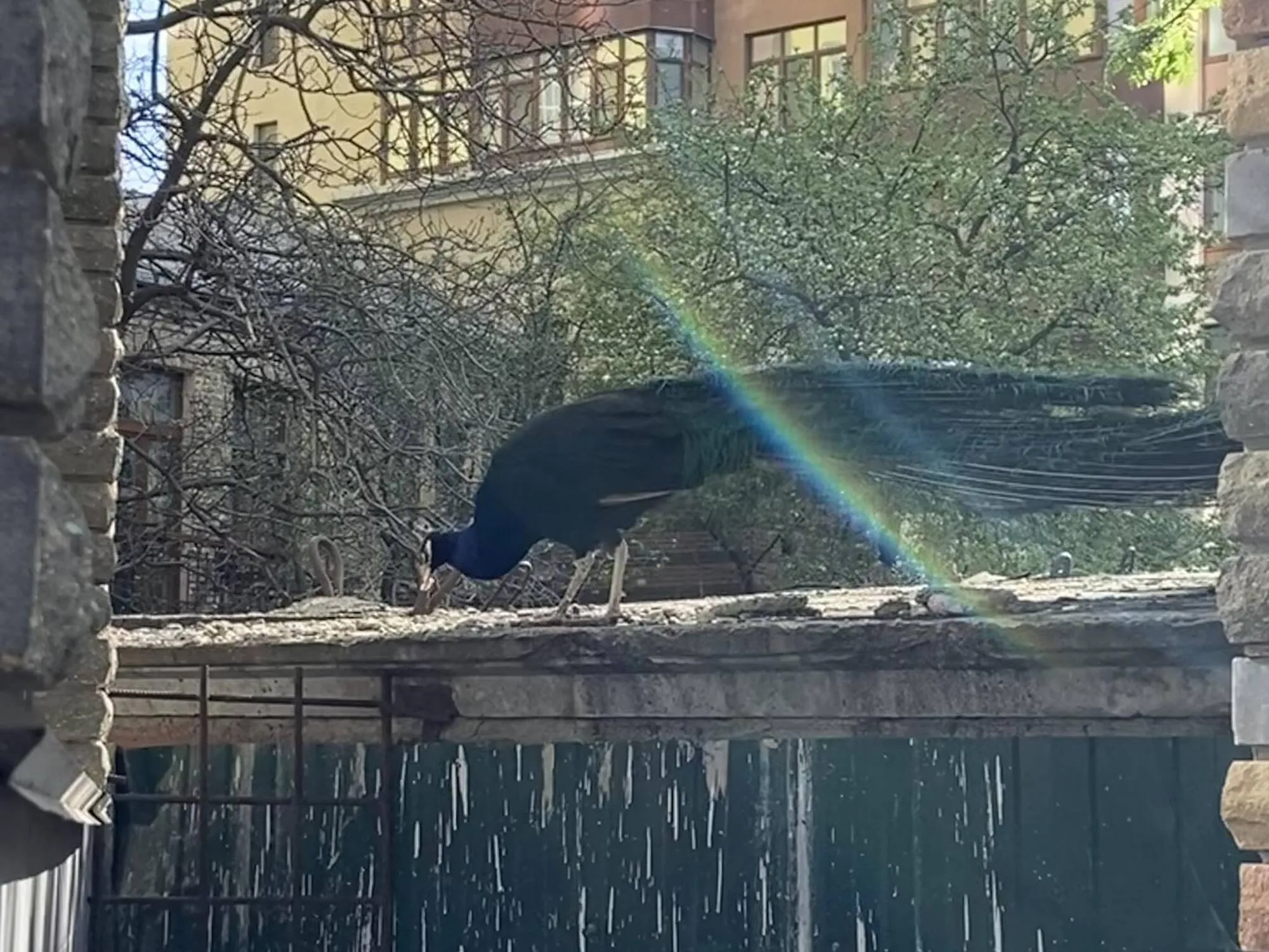 У центрі Києва серед багатоповерхівок мешкають екзотичні птахи. Фото і відео