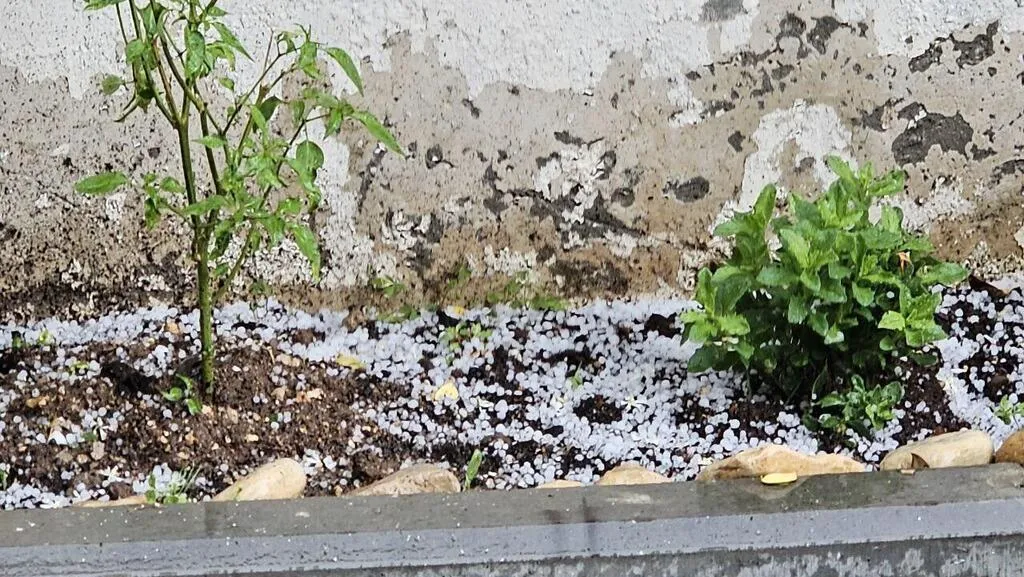    :    .  dqxikeidqxidqrant