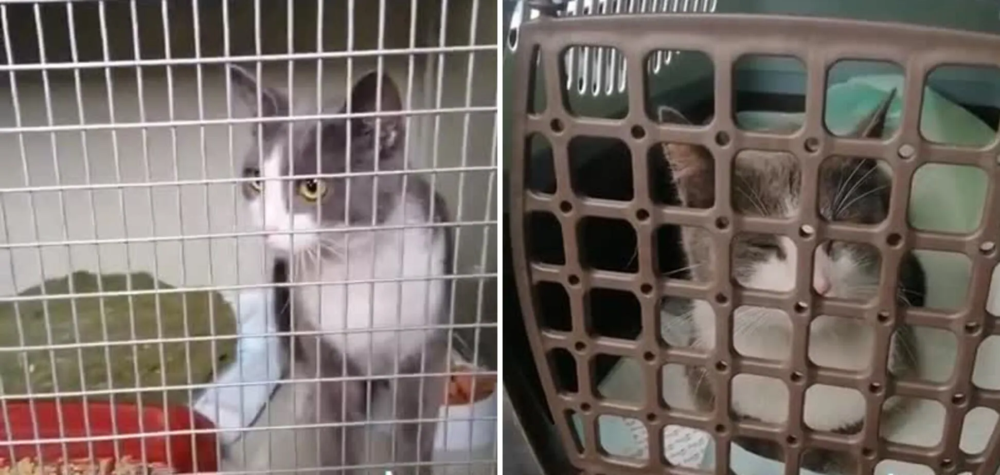 В Умані зі зруйнованого ракетним ударом будинку врятували котика: відео торкнулося мережі