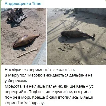 В окупованому Маріуполі на узбережжя масово викидаються дельфіни. Фото