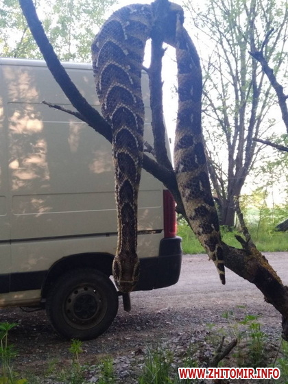 Под Житомиром обнаружили африканскую змею dqxikeidqxidqrant