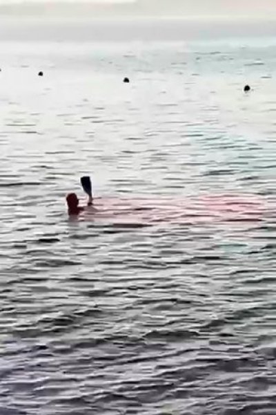 Випадки нападів акул, напади акул, акула з’їла людину, акула напала 2023, акула напад, акула в Єгипті,