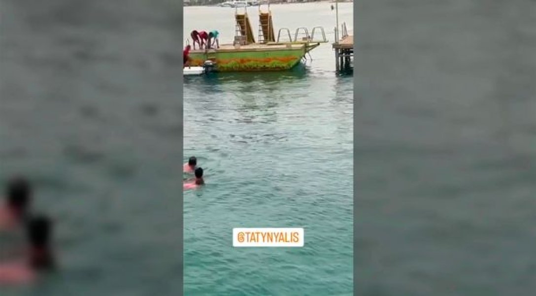 Напад акули знімали на камеру, напади акул, акула з’їла людину, акула напала 2023, акула напад, акула в Єгипті,