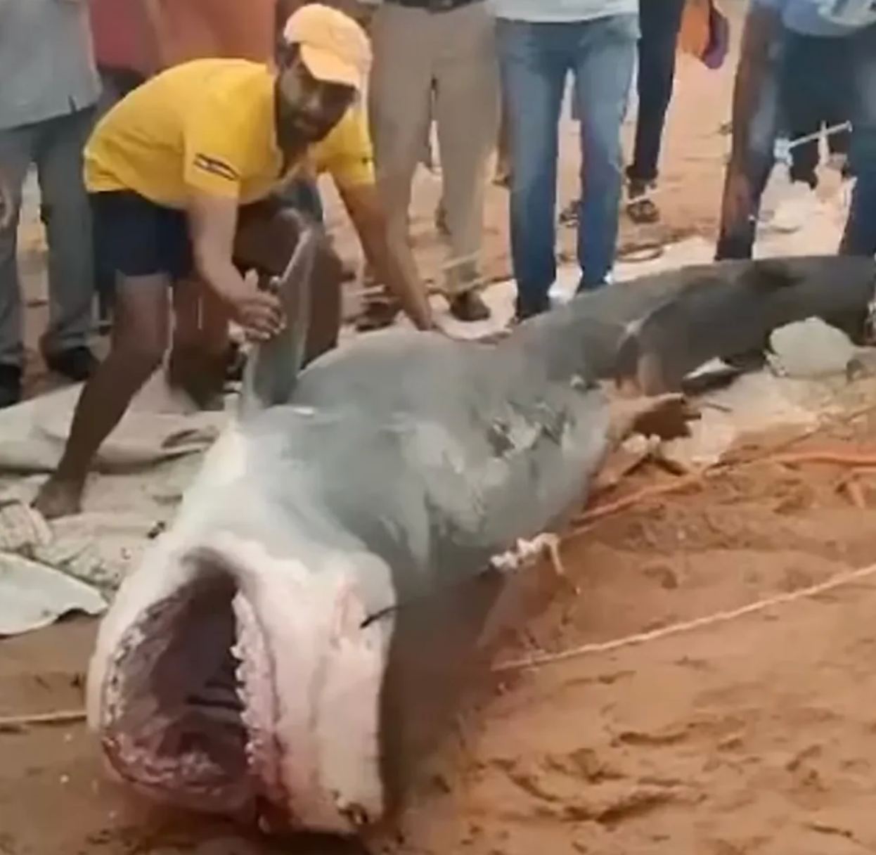 Акула відкусила росіянину голову та руку