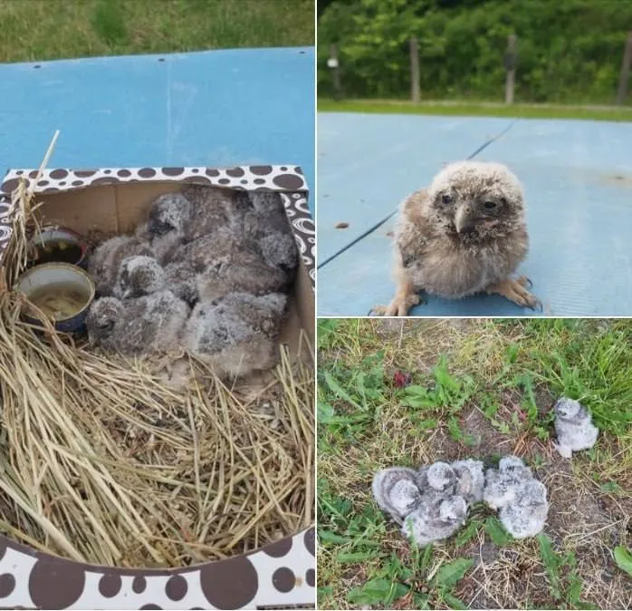        .  dqxikeidqxidqrant