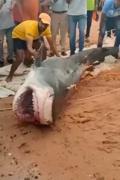 Акула в Египте