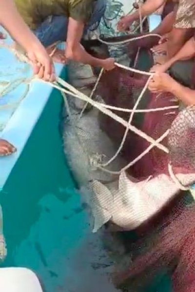 Акула в Египте