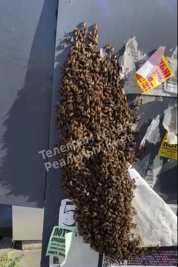 У Києві біля Палацу dqxikeidqxidqrant