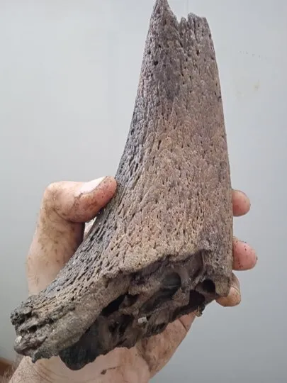 Частина кістки