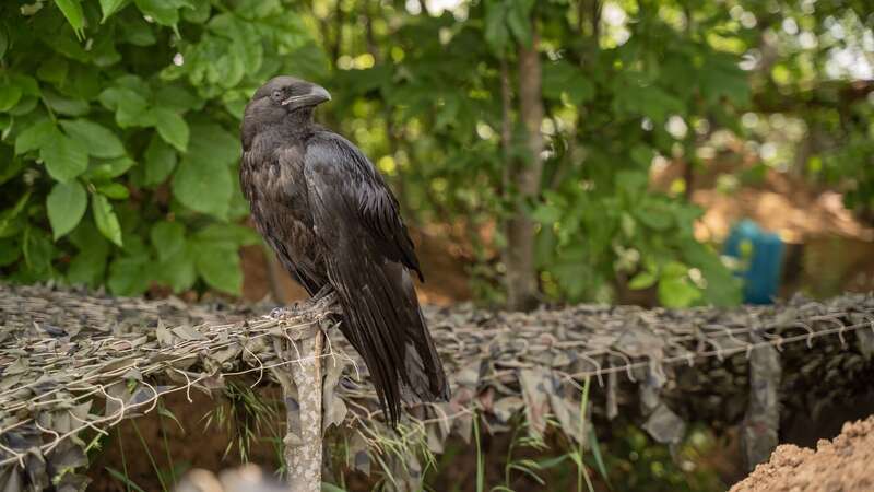 Міг би бути розвідником або диверсантом: бійці ЗСУ на позиції приручили ворона. Фото і відео dqxikeidqxidqrant