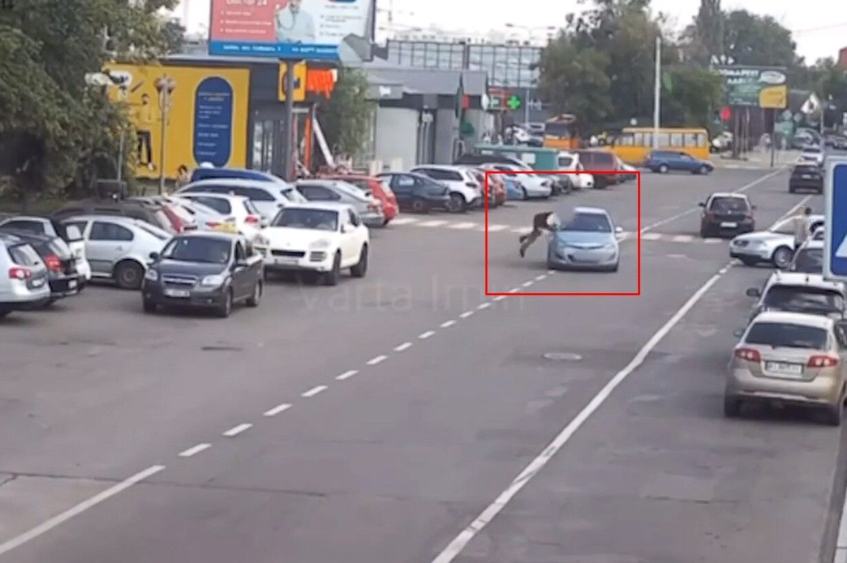 В Ірпені чоловік вибіг на дорогу та кинувся під колеса авто. Відео