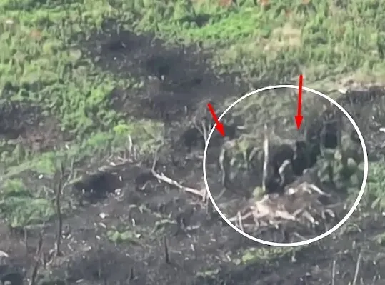 У хід пішла палиця: український дрон зняв бійку окупантів прямо на позиціях. Відео