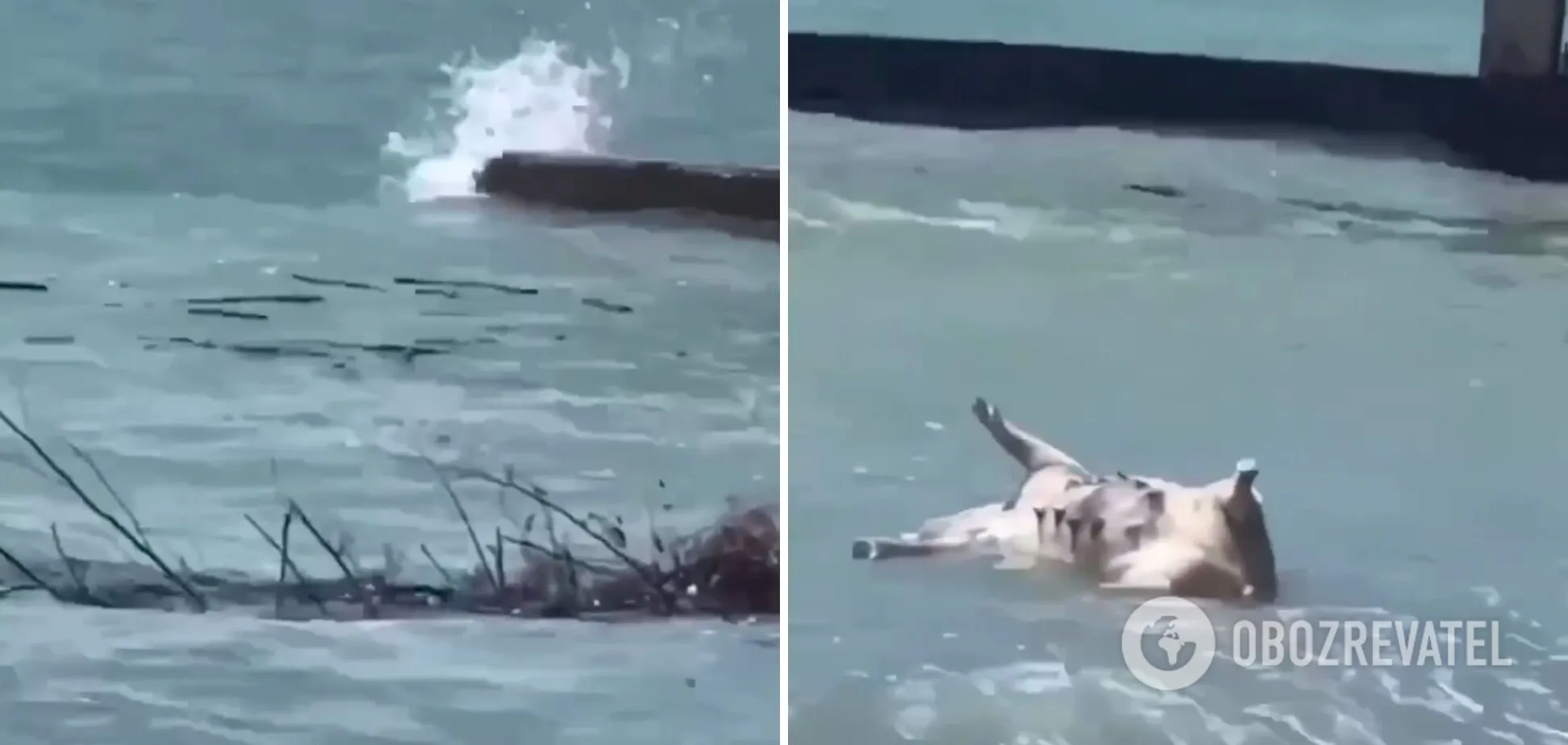 Наслідки підриву Каховської ГЕС росіянами: трупи тварин з Херсонщини прибило до узбережжя Абхазії. Відео dqxikeidqxidqrant