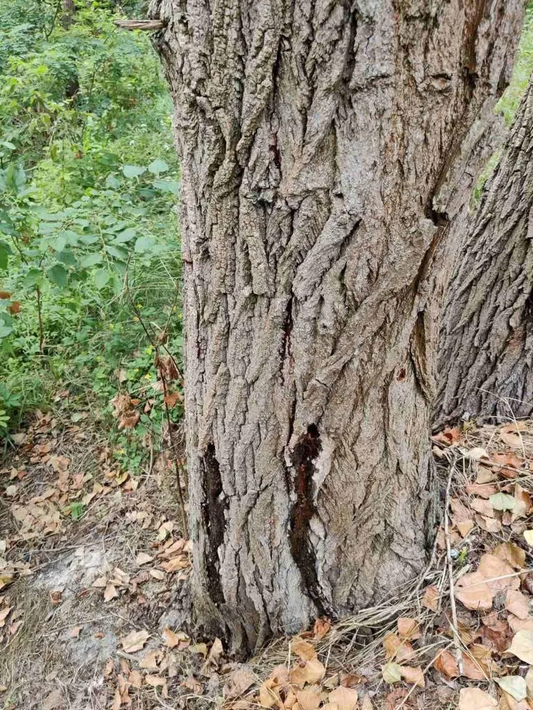 У Києві невідомі пошкодили понад 100 дерев на проспекті Шухевича: багато хто почав засихати. Фото dqxikeidqxituant