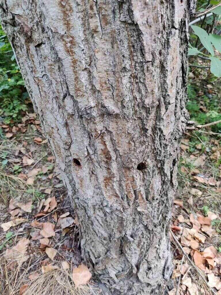 У Києві невідомі пошкодили понад 100 дерев на проспекті Шухевича: багато хто почав засихати. Фото