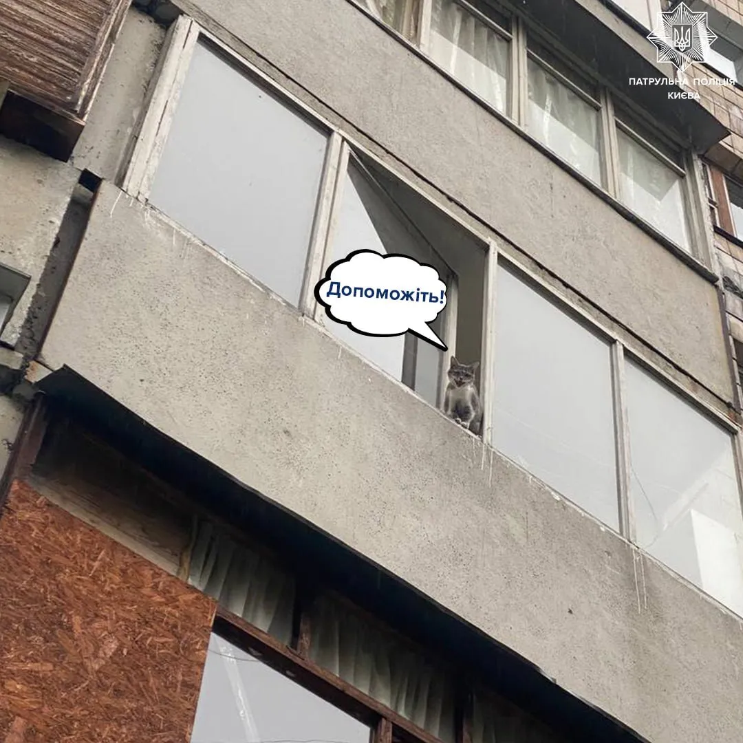 У Києві врятували котика, який кілька тижнів прожив у квартирі багатоповерхівки. Фото dqxikeidqxidqeant