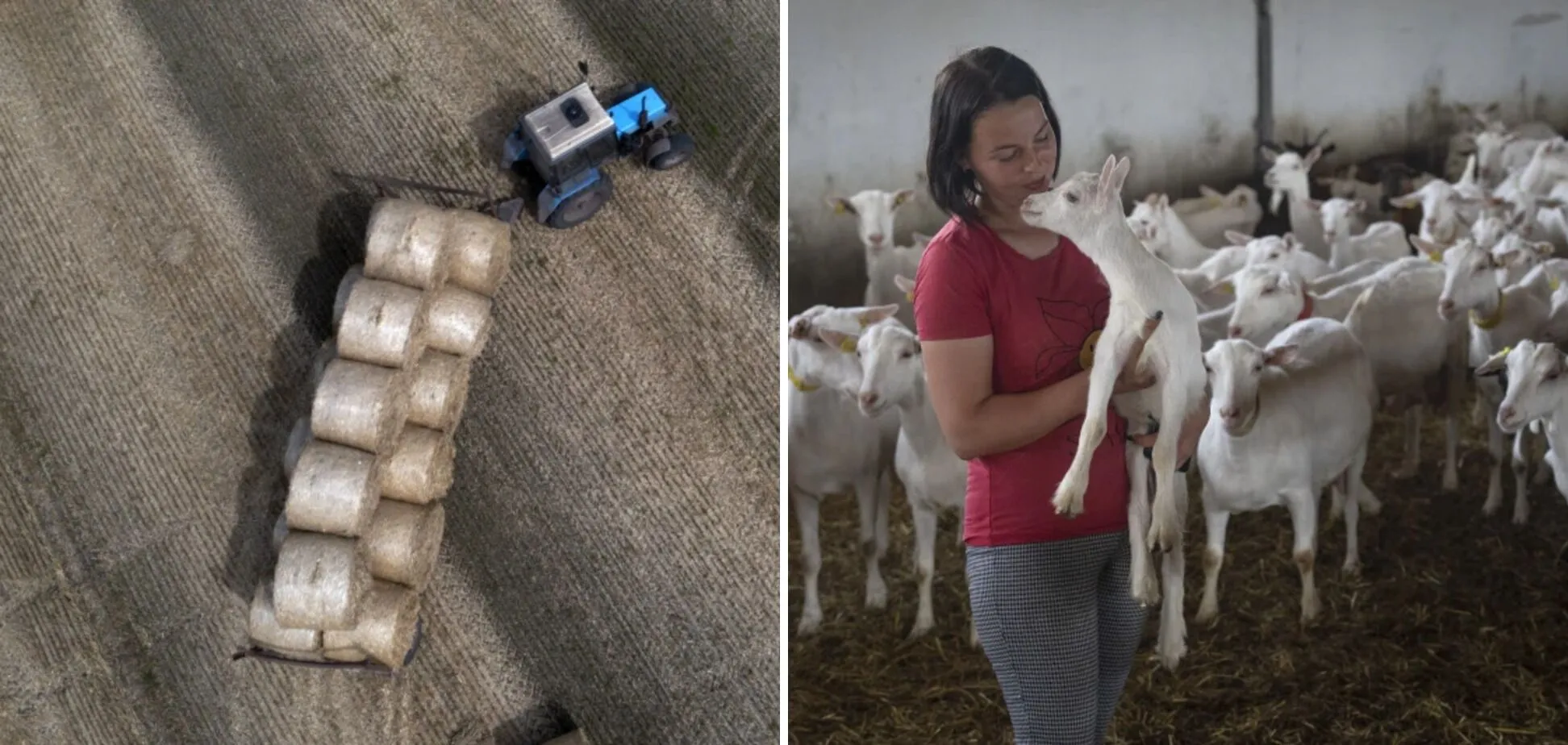  -    ,      dqxikeidqxidqrant