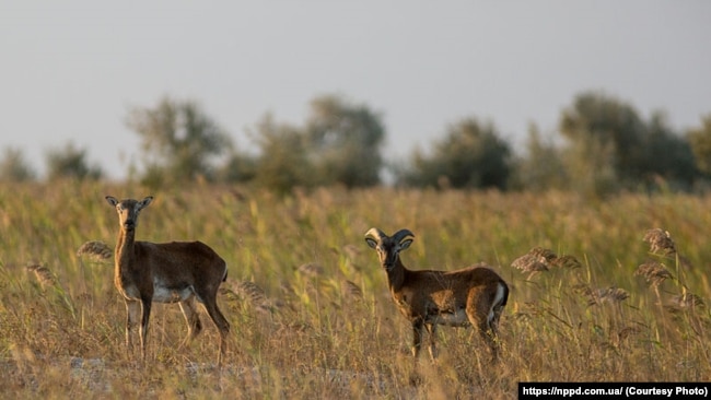 Остров Джарилгач Херсонской области, архивное фото dqxikeidqxixdant