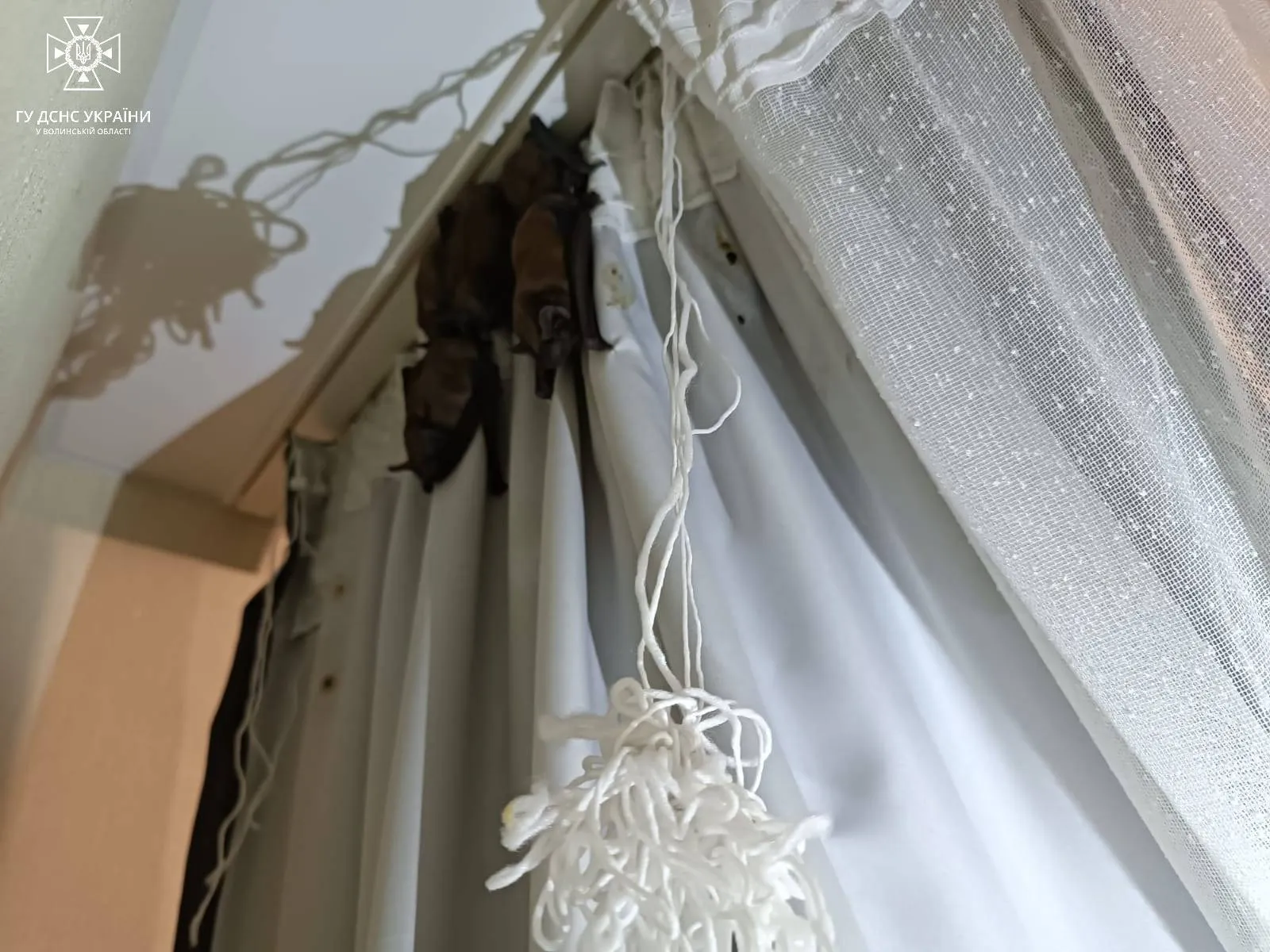        :   .   dqxikeidqxidqrant