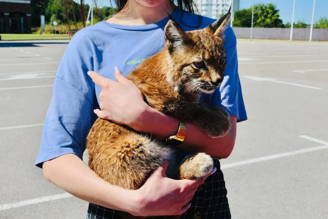     ,     .    dqxikeidqxidqrant