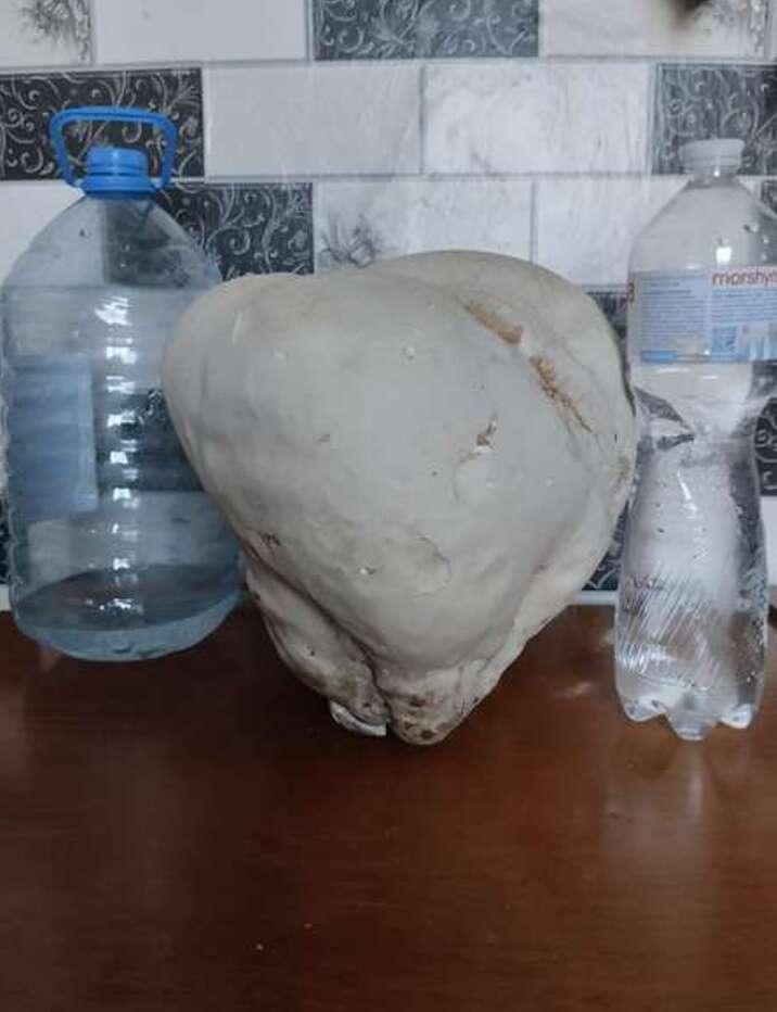 Гриб-дощовик